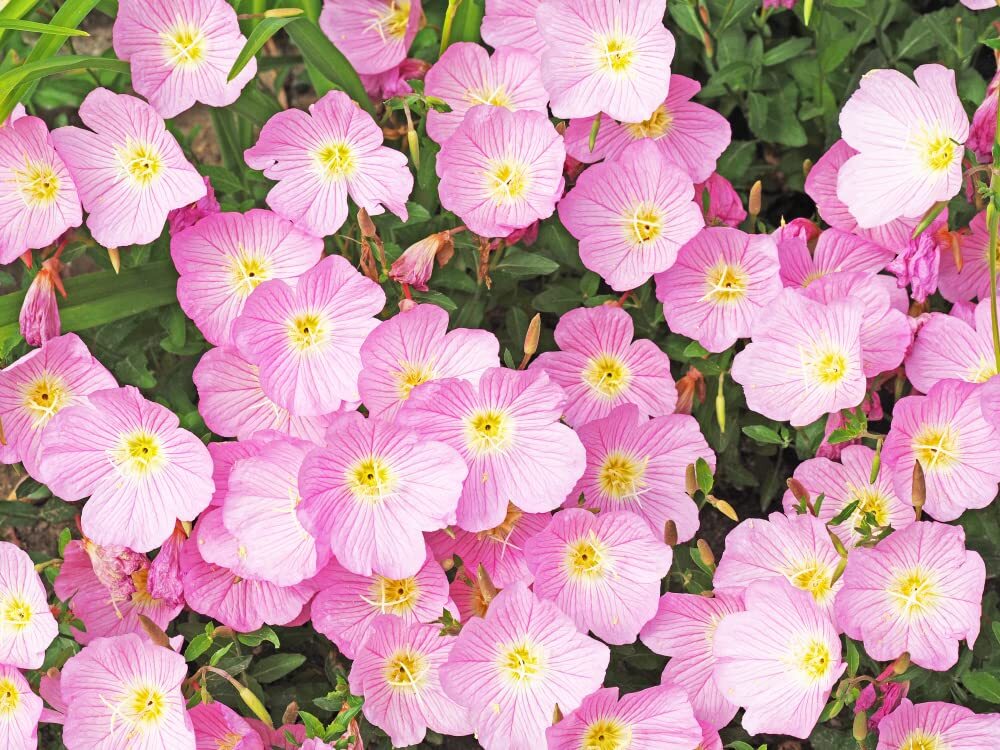 Showy Evening Primrose Seeds for Planting (200 Seeds) – Easy to Grow