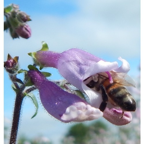 Beardtongue, Hairy (Penstemon hirsutus) Flower Seeds Free Shipping!