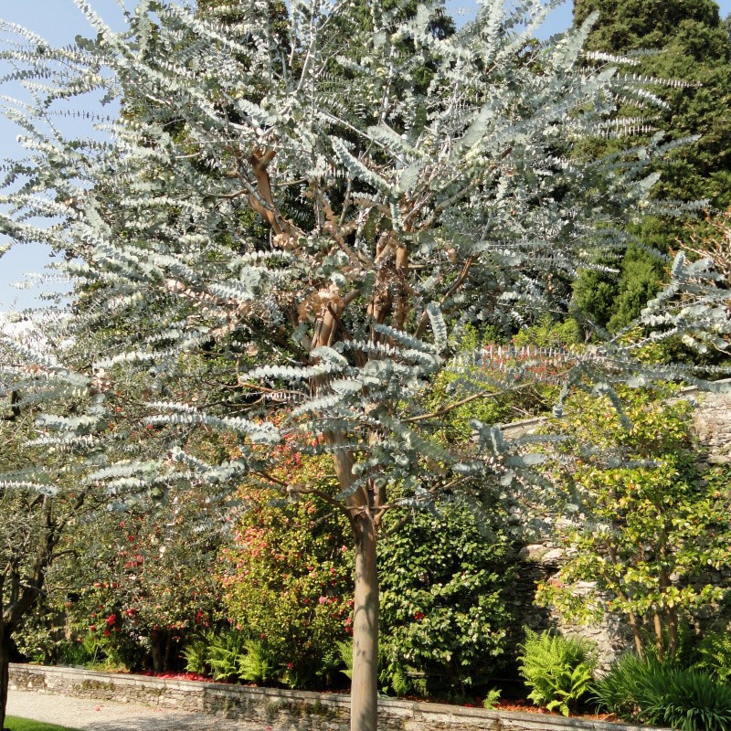 Eucalyptus Pulverulenta aka Silver Mountain Gum Tree 10 Seeds Free Shipping!