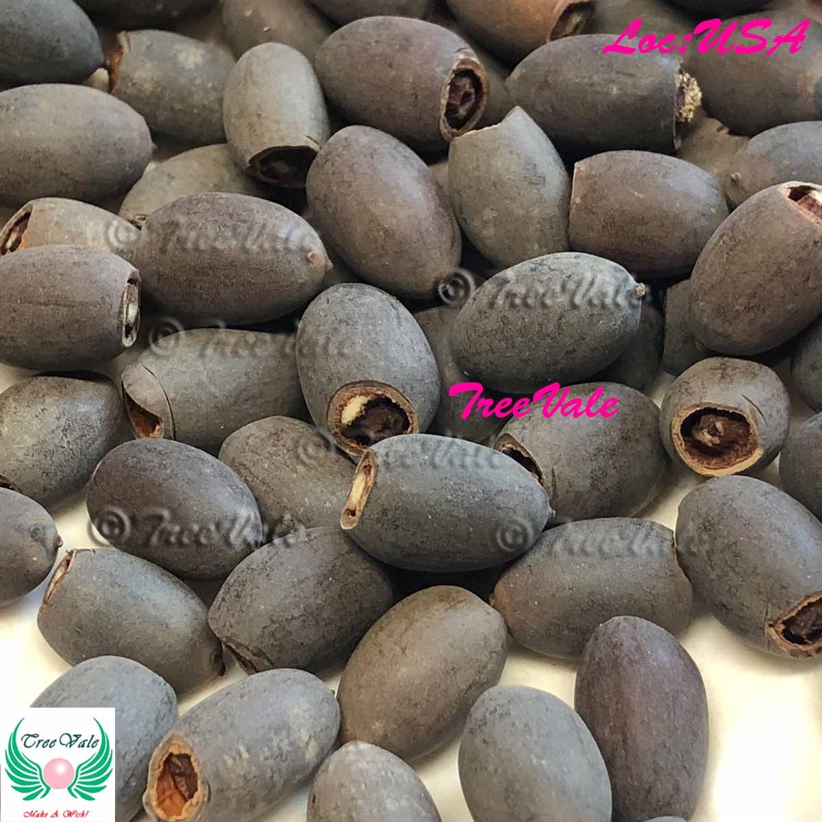10 Mixed Lotus Nicked Seeds – USA Seller