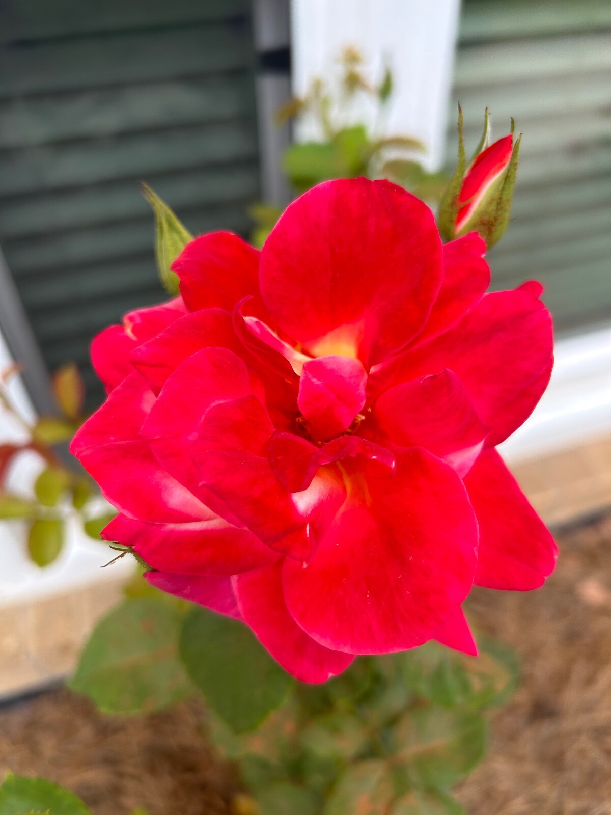 20 EXOTIC RARE STRIPED DRAGON ROSE SEEDS garden flower plant Rosas tea hybrid