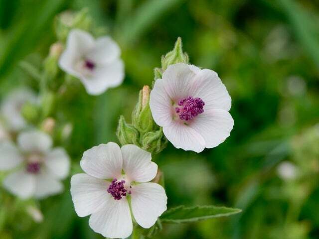 Marshmallow Seeds (Althaea Officinalis) – 100 Seeds – Marsh Mallow Garden Herb