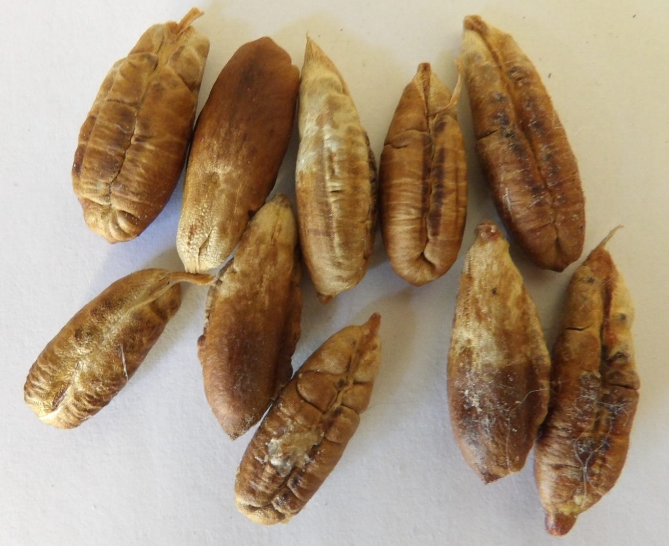 10 Medjool Date Palm Seeds (Phoenix dactylifera)