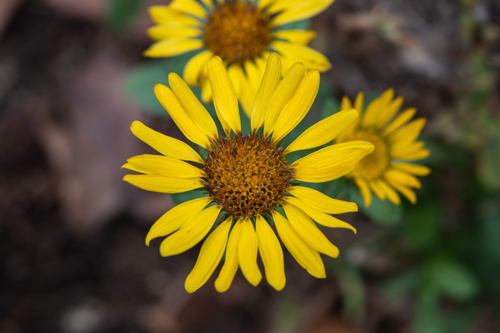 Gumweed, Puget Sound (Grindelia integrifolia)