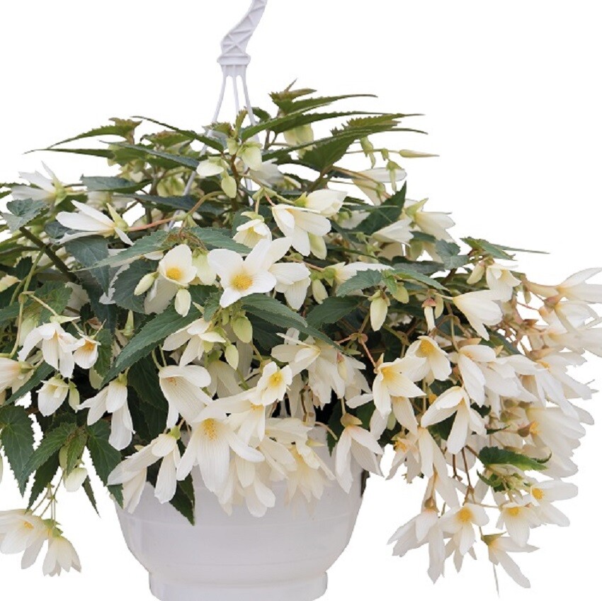 Begonia Seeds Boliviensis Begonia F1 Groovy White 15 Pelleted Seeds