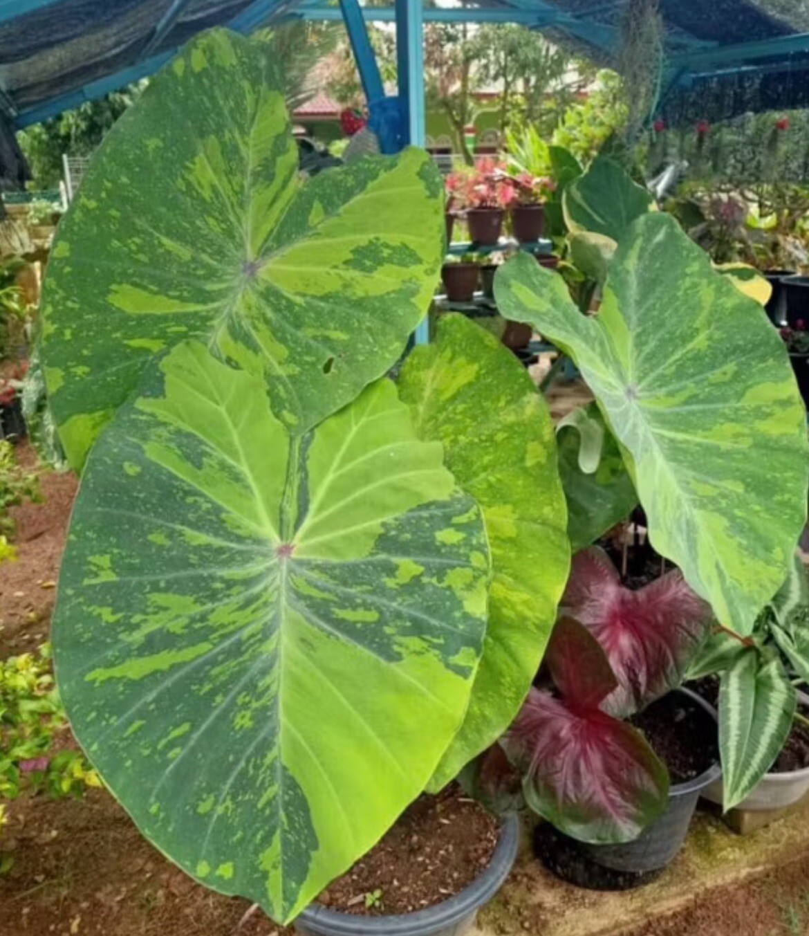 AUTHENTIC Colocasia Lime Geco 1 bulbs