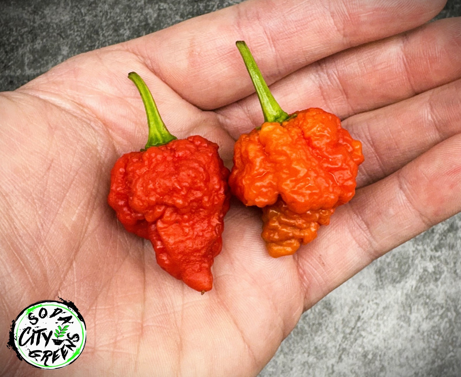 RB003 Pepper Seeds