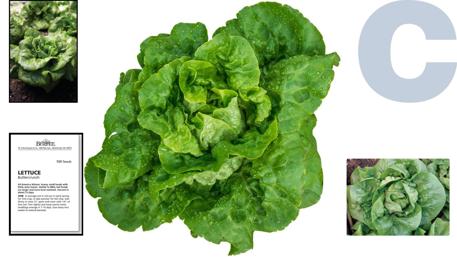 Luscious Buttercrunch Lettuce Seeds – 500 Count for Flavorful Home Gardening