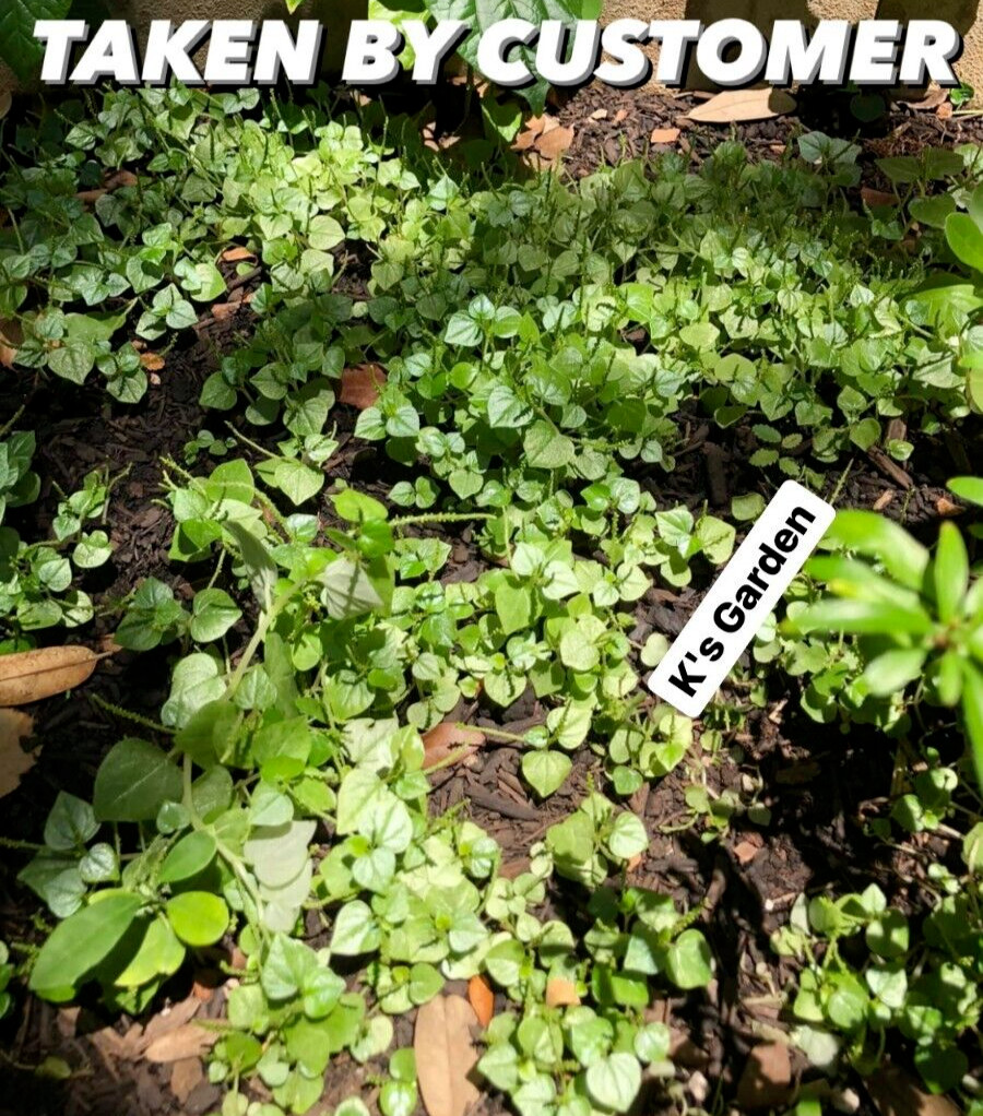 (500+ PCS) CRAB CLAW ,PEPEROMIA PELLUCIDA SEEDS, HẠT RAU CÀNG CUA