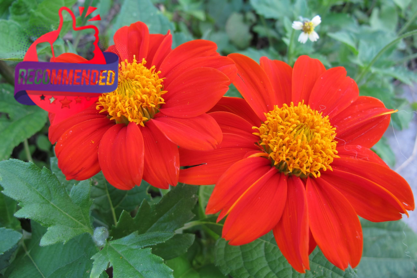 Mexican Sunflower Seeds Heirloom Orange Tithonia Dwarf Torch Flower Planting