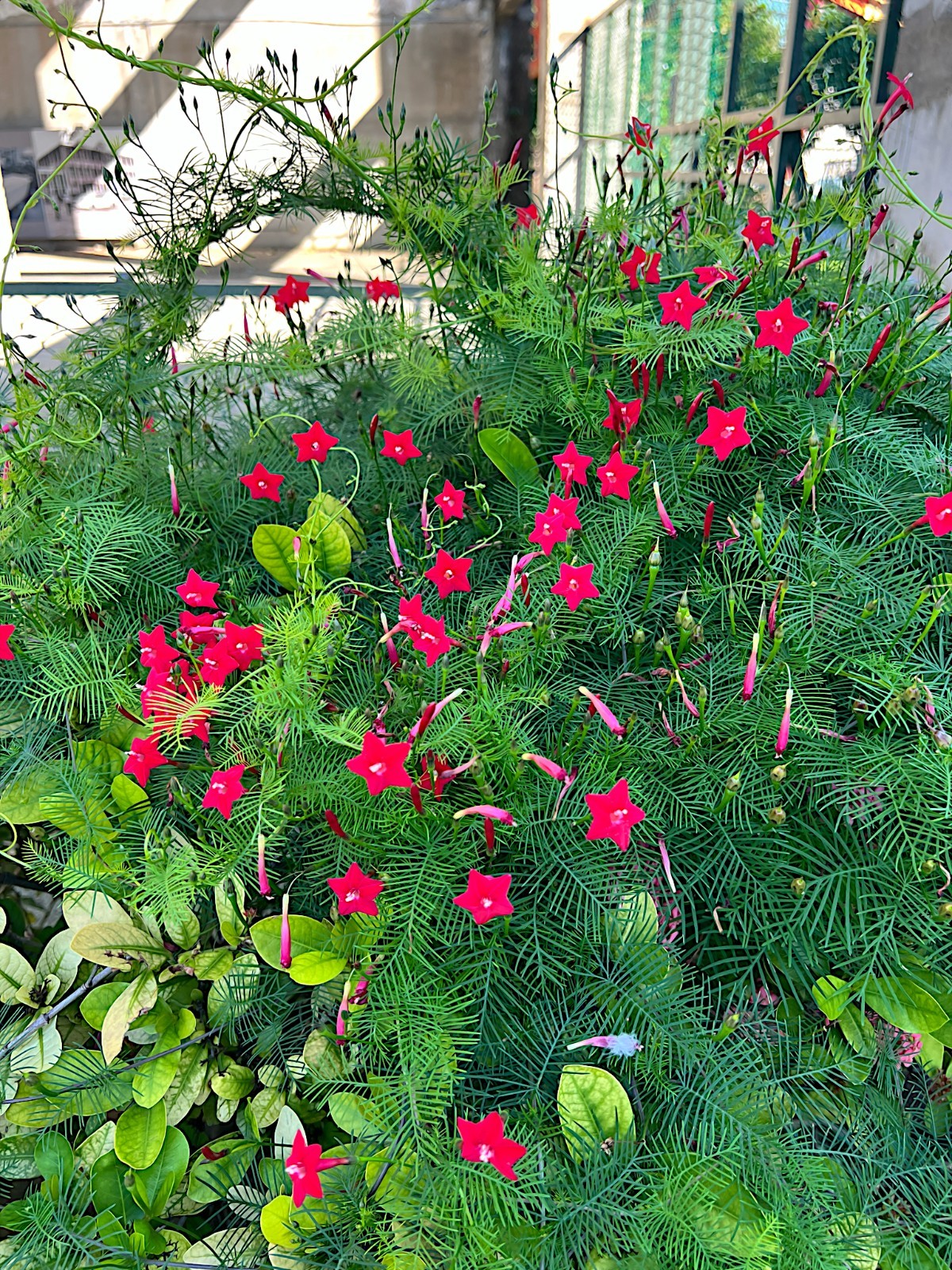 50 STAR GLORY SEEDS Cardinal Creeper Vine Flower Plant Butterflies Hummingbirds