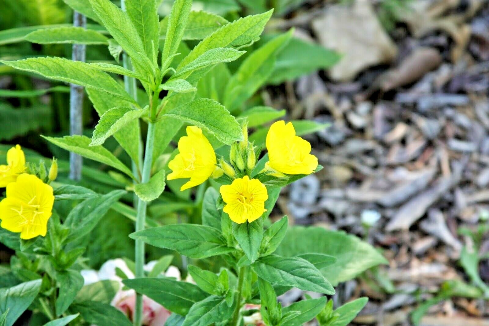 501+COMMON EVENING PRIMROSE Flower Seeds Annual Wildflower Garden Container Easy