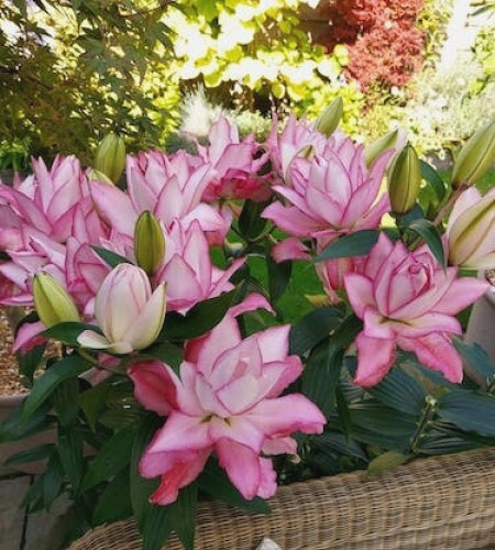 Lily Flower Bulbs 1 Roselily Anouska Double Flowers Rose Lilys Butterfly Garden