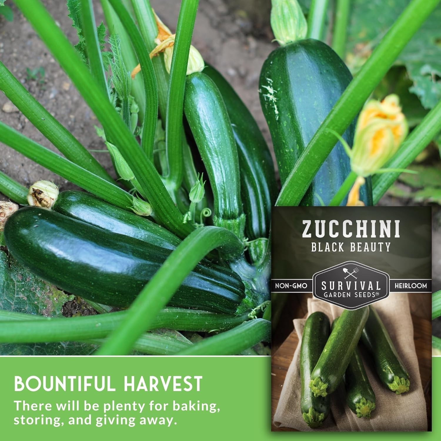 Black Beauty Zucchini Seed for Planting – 1 Pack with Instructions to Plant &…
