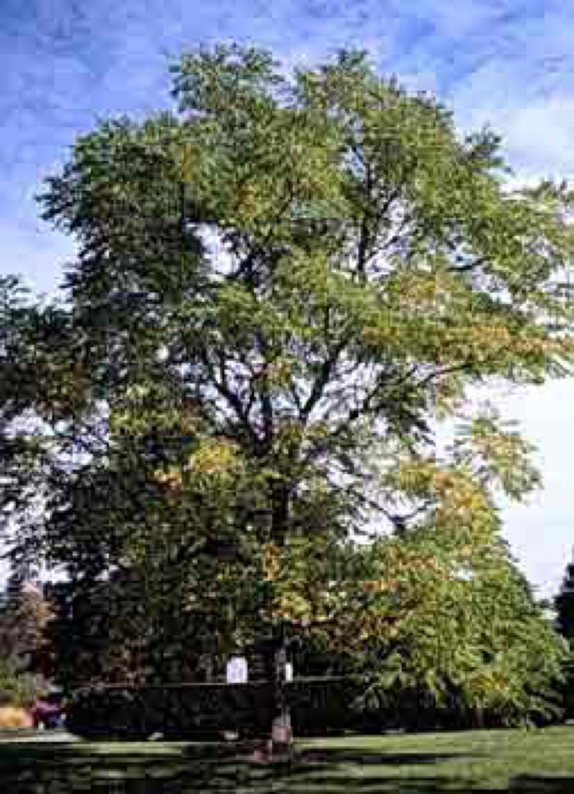 Kentucky Coffeetree (Gymnocladus dioicus) 1-2 year old plant 8-12″ tall