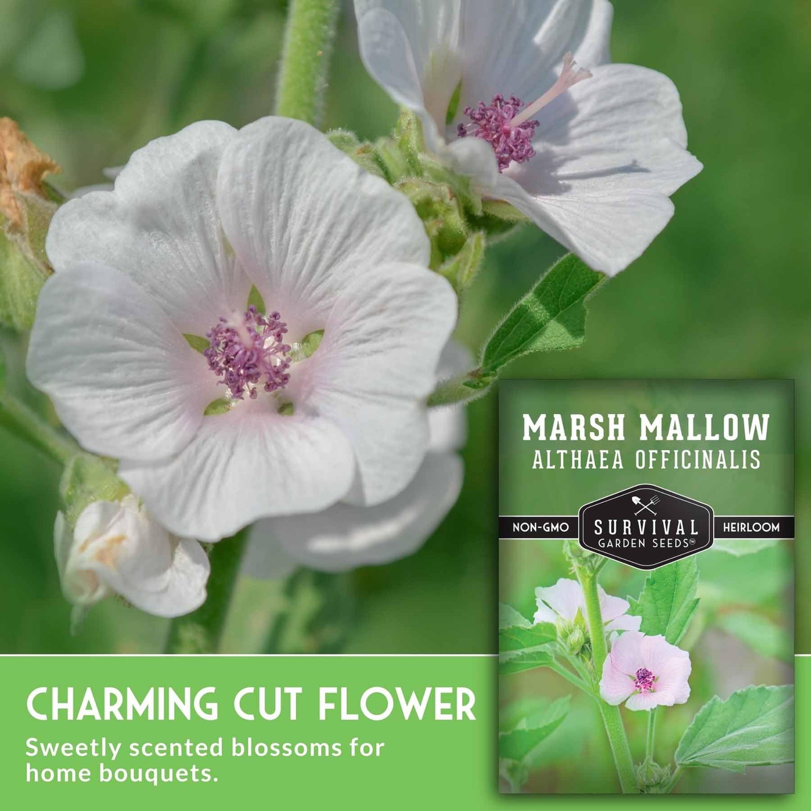 Marshmallow Seeds for Herb Garden – Non-GMO Medicinal Planting Kit (3 Pack)