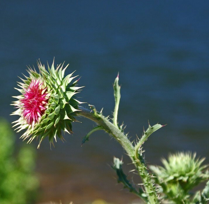 Sphaeranthus indicus | Munditika | Mundi | Shravana | Bhikshu | 50_Seeds