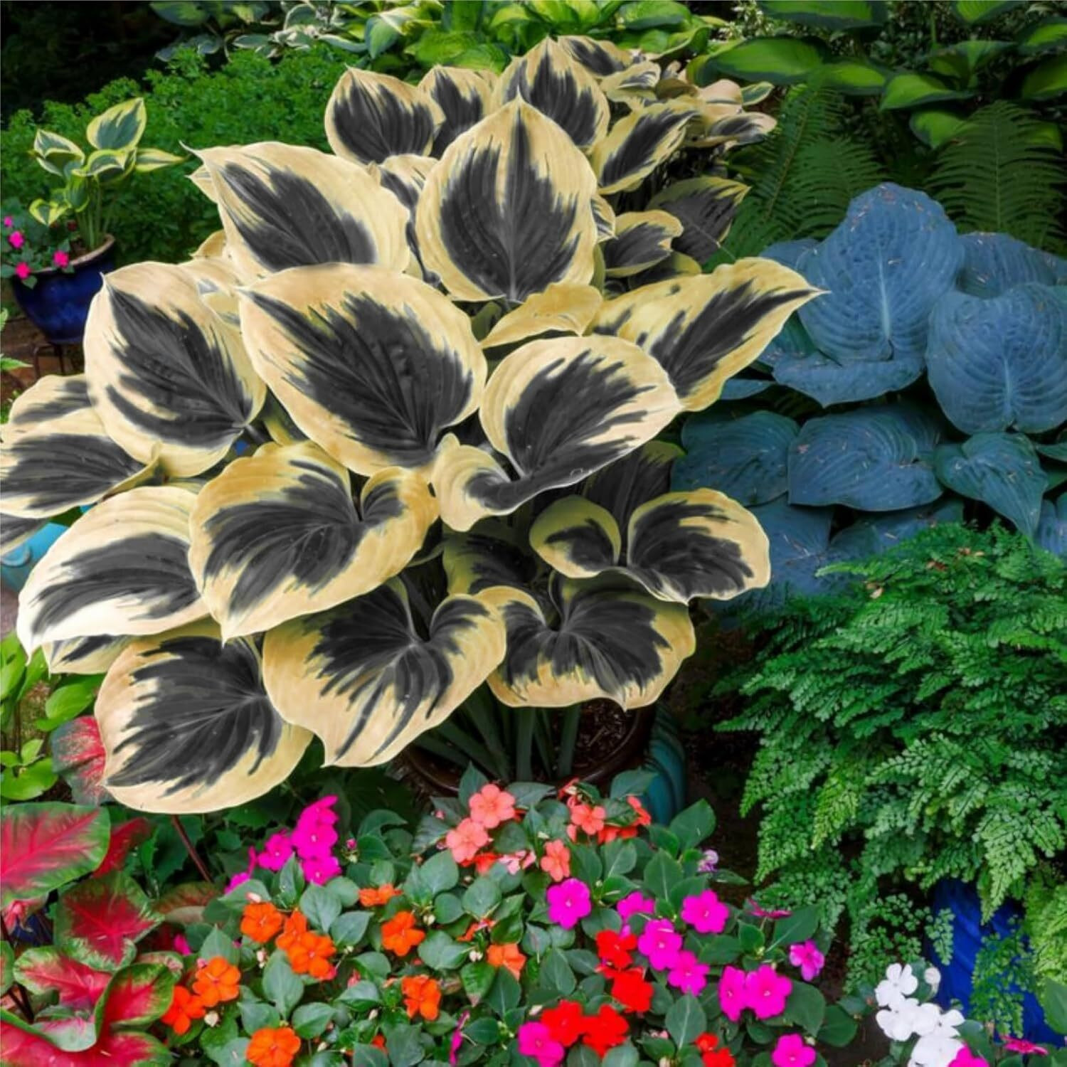 Mixed Hosta Seeds for Planting Purple Black Red Hosta Plant Seeds Perennial Home