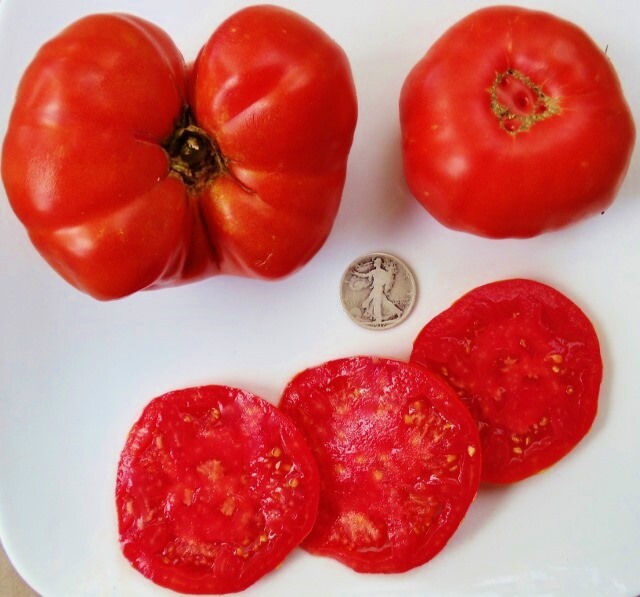 Grandma Freida’s – Very Rare, Old Time Favorite – 25 Seeds – Fresh From 2023