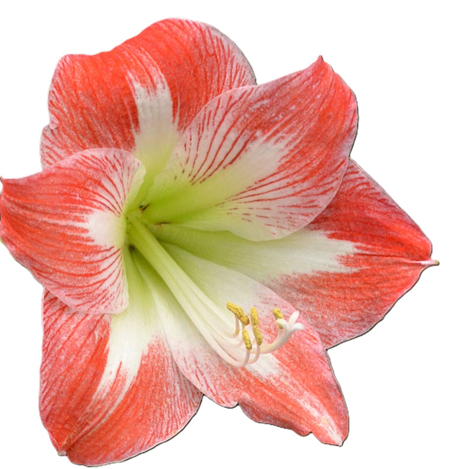 Amaryllis “Samba Seeds 25 Count For Tropical Landscaping.