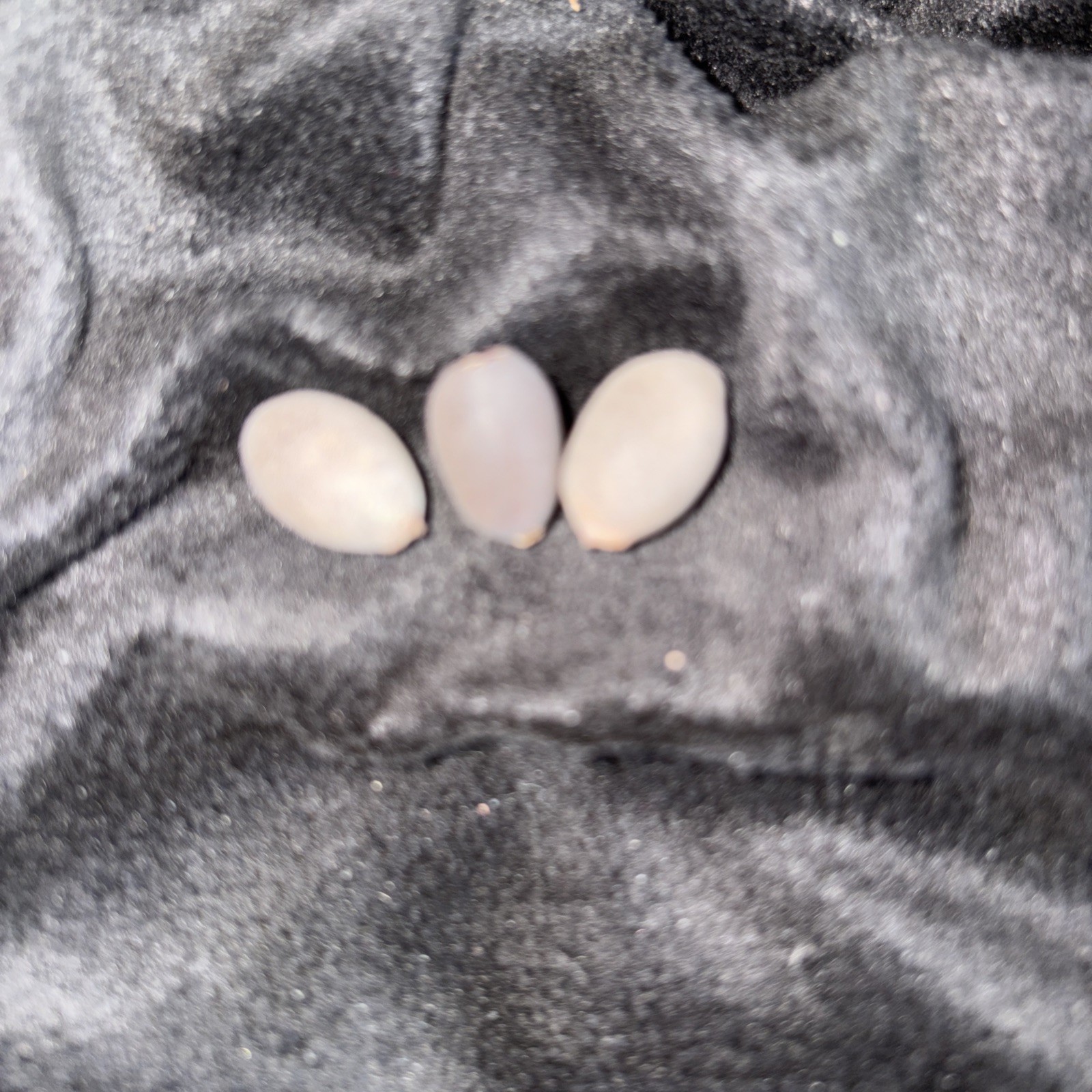 3 Variant Lotus Seeds Will Send Out Immediately Rare