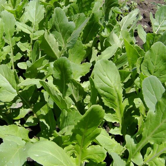 500+ Organic Roquette Arugula Seeds Salad Rocket Garden Rocket Salad green USA