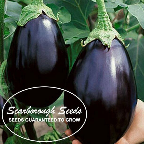 SCARBOROUGH SEEDS Black Beauty Eggplant Seeds – 200 SEEDS | NON-GMO | USA