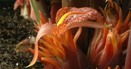 Zingiber rubens | Bengal Ginger | 10_Seeds