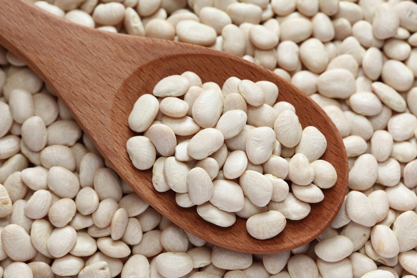 50 BABY LIMA BEAN Phaseolus Lunatus Vegetable Seeds