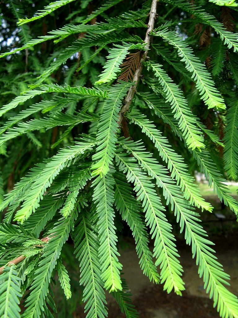Montezuma Bald Marsh Cypress Tree Seeds (Taxodium mucronatum) Fast, Bonsai, Rare