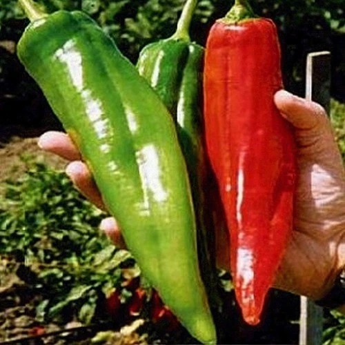 200+ BIG JIM PEPPER SEEDS — HUGE — HOT —————— HEIRLOOM – ORGANIC