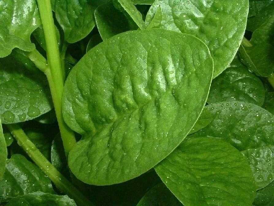 Malabar Spinach, Basella Alba, Pui Shaak, পুঁই শাক – Thick Leaves – 100 Seeds