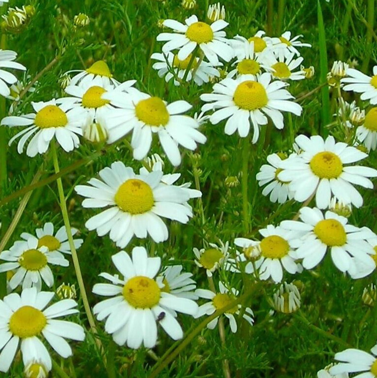 GERMAN CHAMOMILE SEEDS 4000+ common ANNUAL herb GARDEN plants FREE SHIPPING