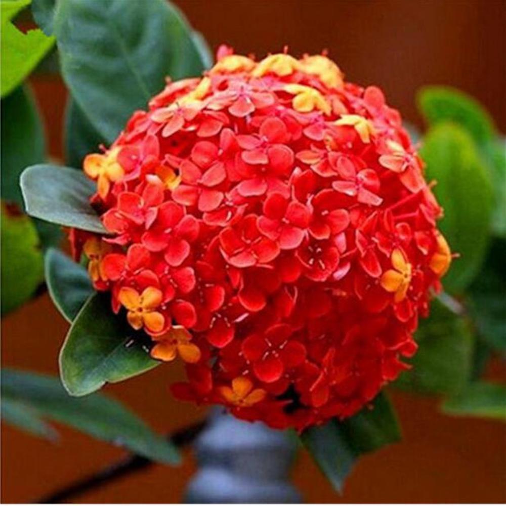 20 EXOTIC RARE HYDRANGEA SEEDS for garden bloom flower bed plant bush USA SELLER