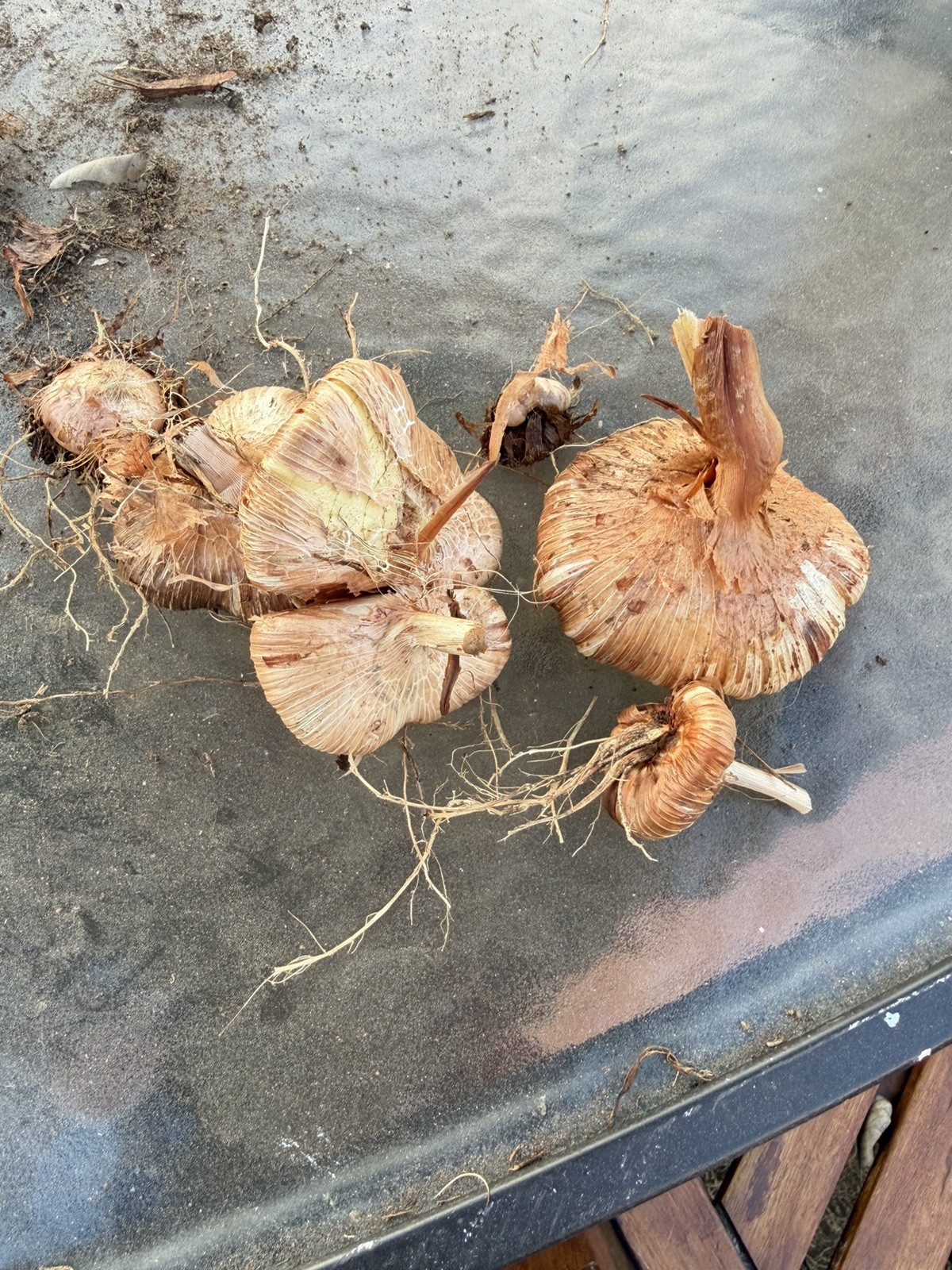 Watsonia Bulbs Orange 5 for $10