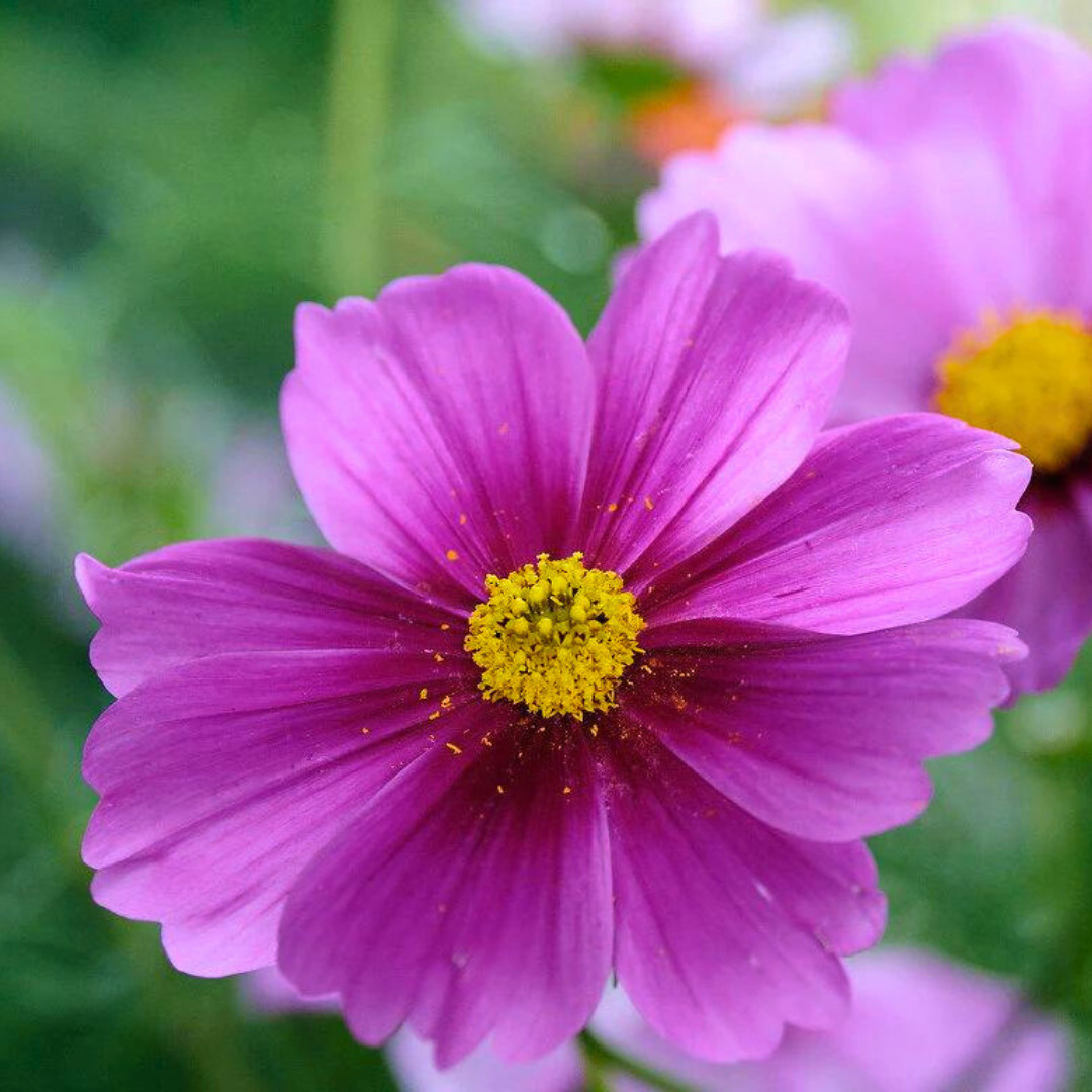 Fresh Beautiful Cosmos Seeds | Radiance | Heirloom Non-GMO | Flower Seeds