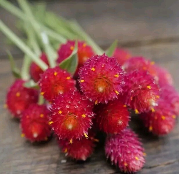 30 Gomphrena Strawberry Fields seeds Vivid Lipstick-red Blooms