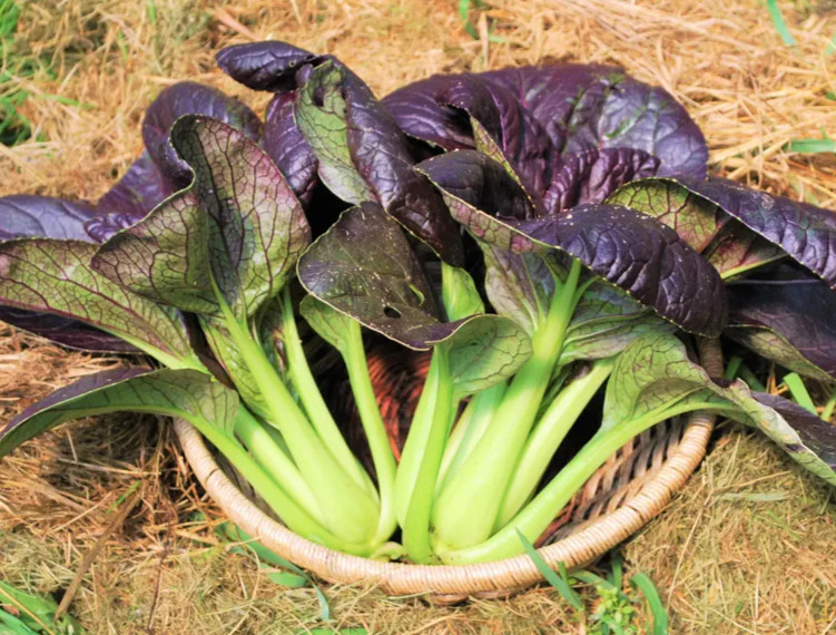 Purple Lady Bok Choy Seeds | USA Pak Choi Pok Chinese Asian Vegetable Seed 2024