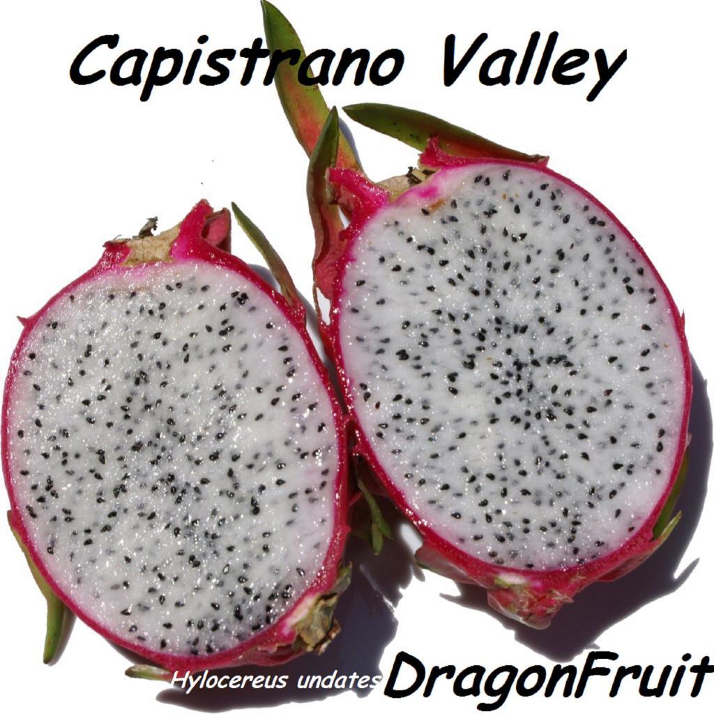 ~CAPISTRANO VALLEY~ WHITE DRAGON FRUIT Red Skin Wht Plup Pitaya 100+ Seed