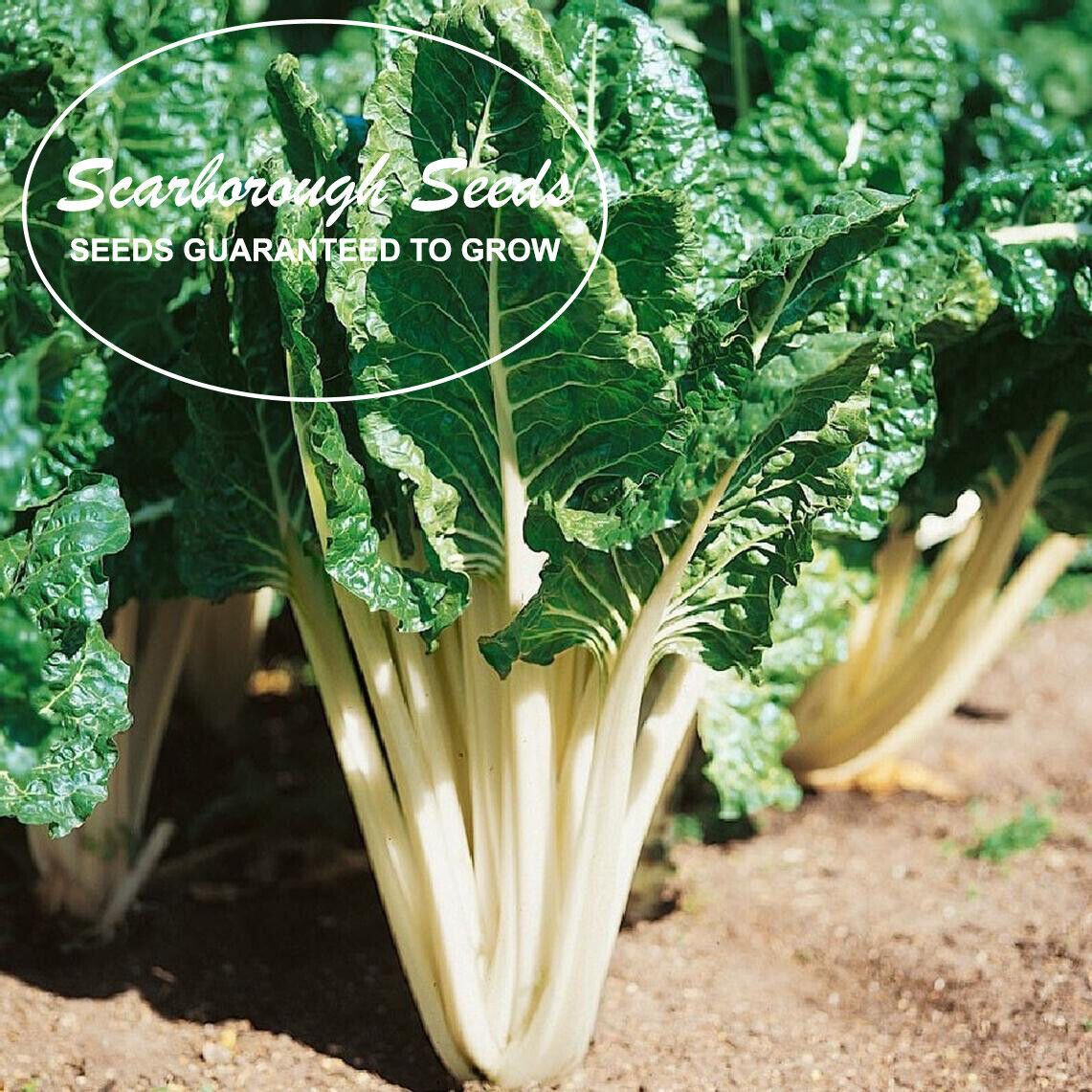SCARBOROUGH SEEDS Fordhook Giant Swiss Chard 100 Seeds Non GMO Garden Seeds