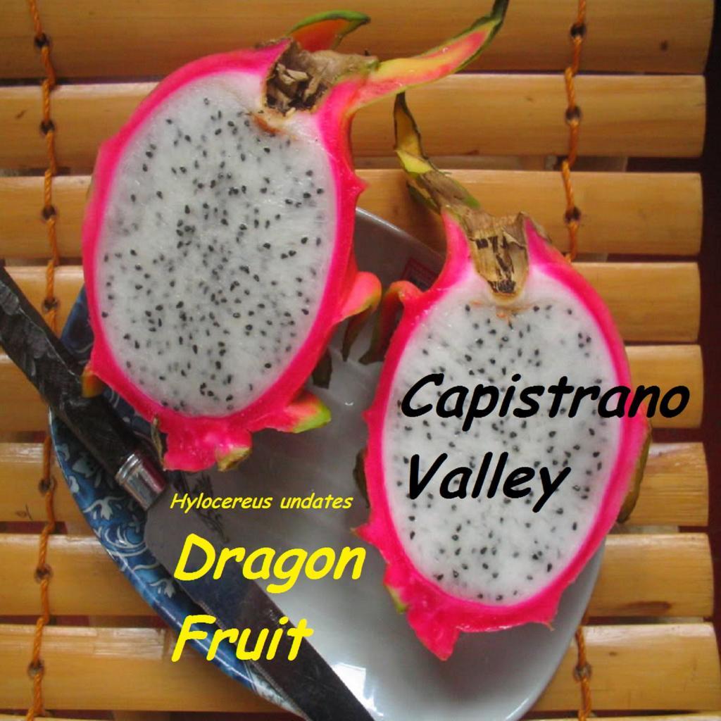 ~CAPISTRANO VALLEY~ WHITE DRAGON FRUIT Red Skin Wht Plup Pitaya 100+ Seed