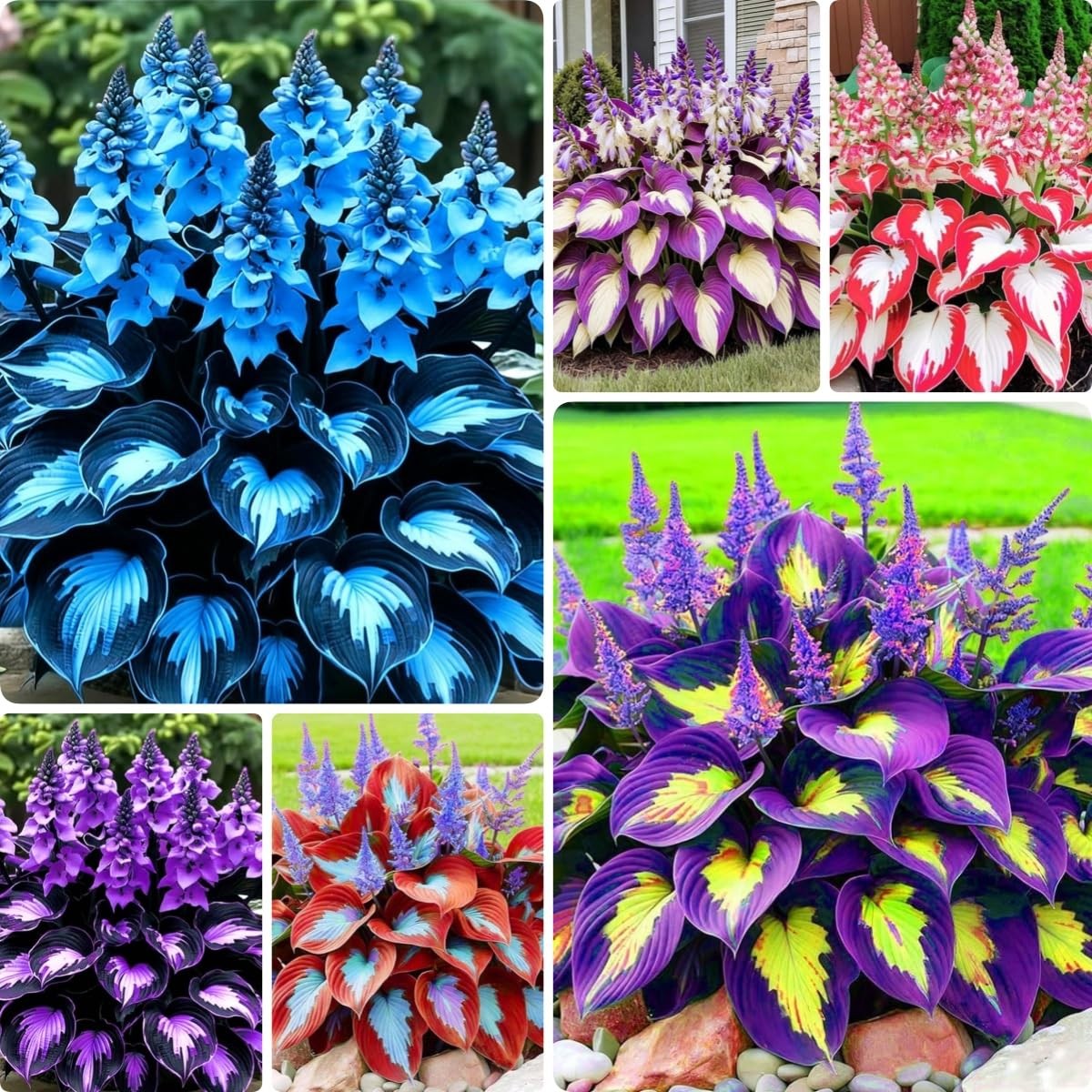 Hosta Shade Garden Seeds 210pcs, Foliage Plant Seeds, Shade Loving Plants,