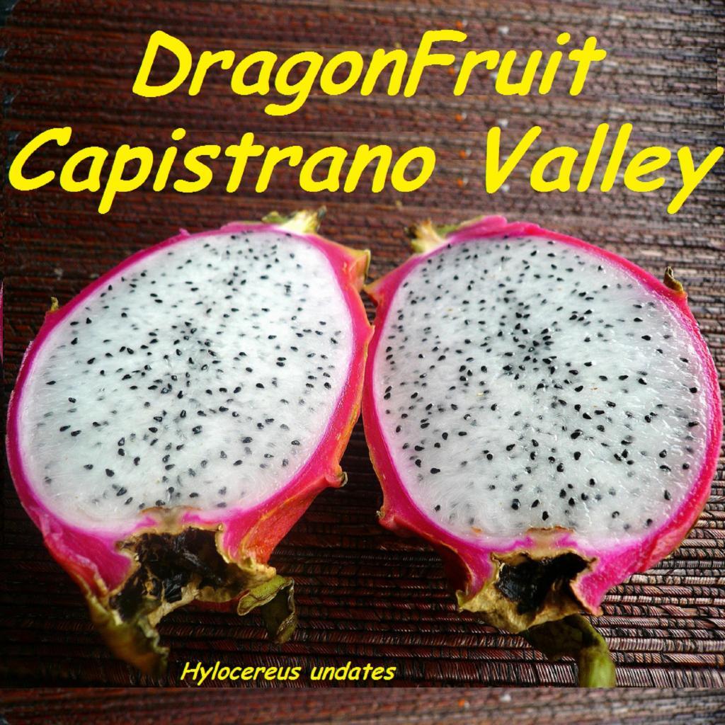 ~CAPISTRANO VALLEY~ WHITE DRAGON FRUIT Red Skin Wht Plup Pitaya 100+ Seed
