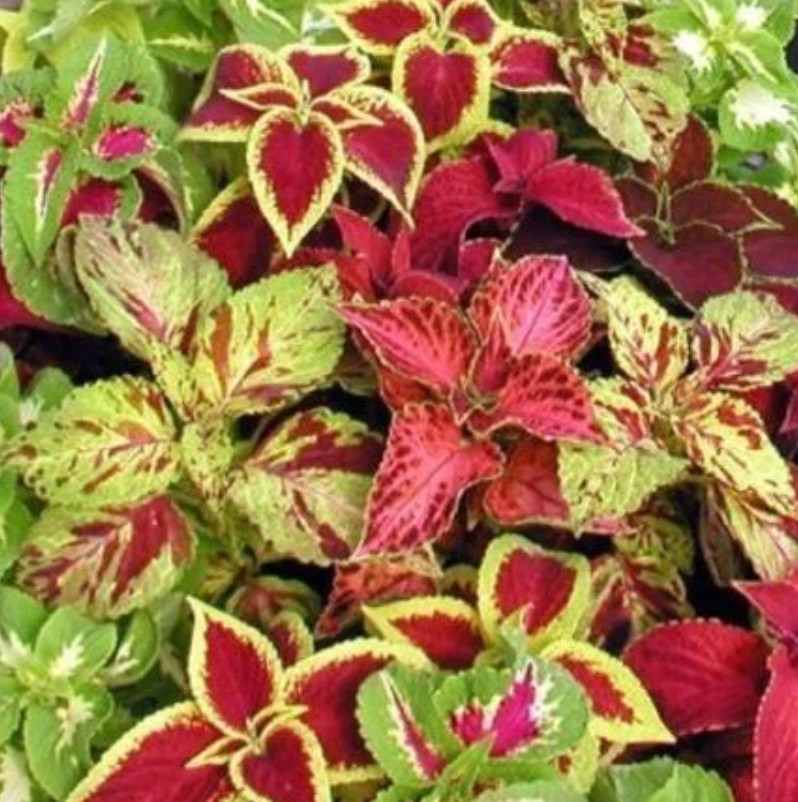 Coleus Blumei RAINBOW MIX Annual Perennial Shade Garden Non-GMO 500 Seeds