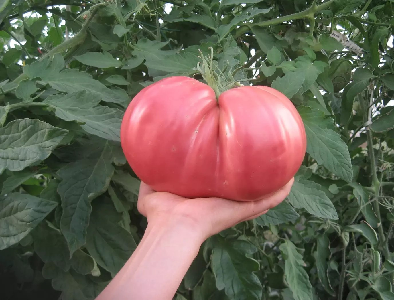 120+ German Giant Tomato Seeds – Non-GMO – Heirloom – Organic — HUGE —FRESH