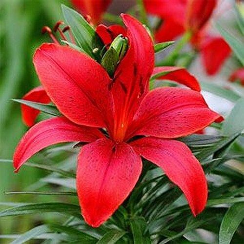 2 – RED ASIATIC LILY Live Flower Bulbs * ATTRACTS BUTTERFLIES