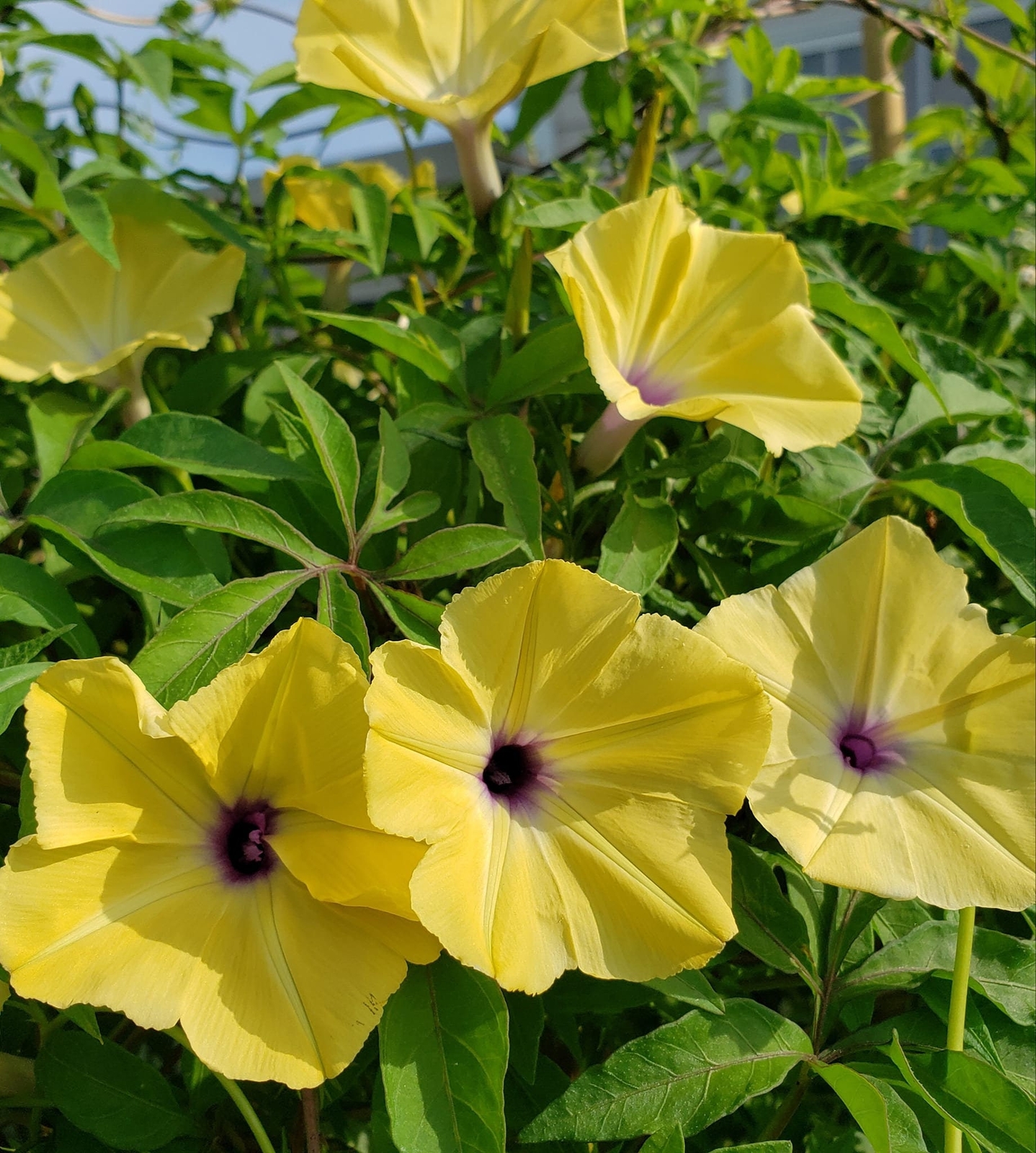 Ipomoea tuberculata | RARE | Yellow Morning Glory | 5 SEEDS