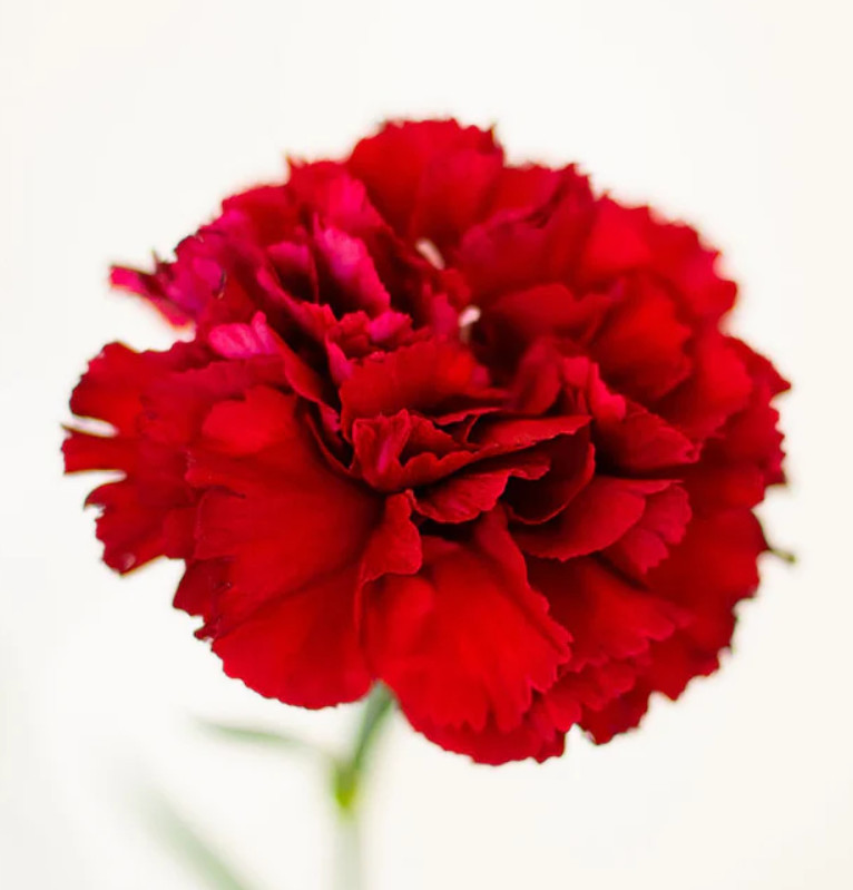 Carnation ETINCELLANT RED Pollinators Fragrant Cut Flowers Non-GMO 200 Seeds!