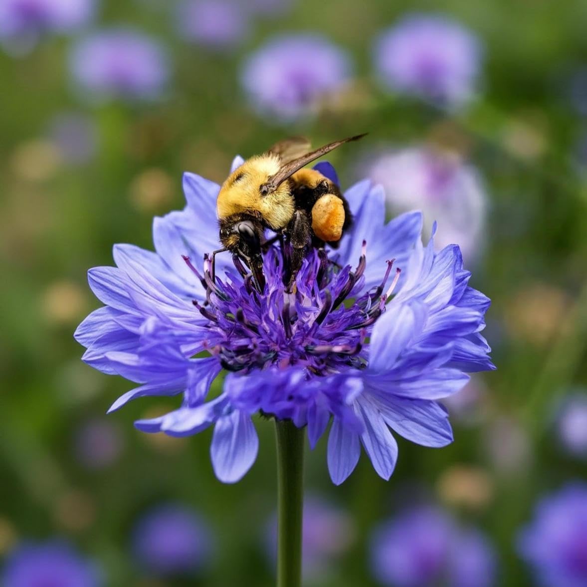 3,000 Bachelor Button Seeds for Planting – Cornflower Wildflower Seed (Centau…