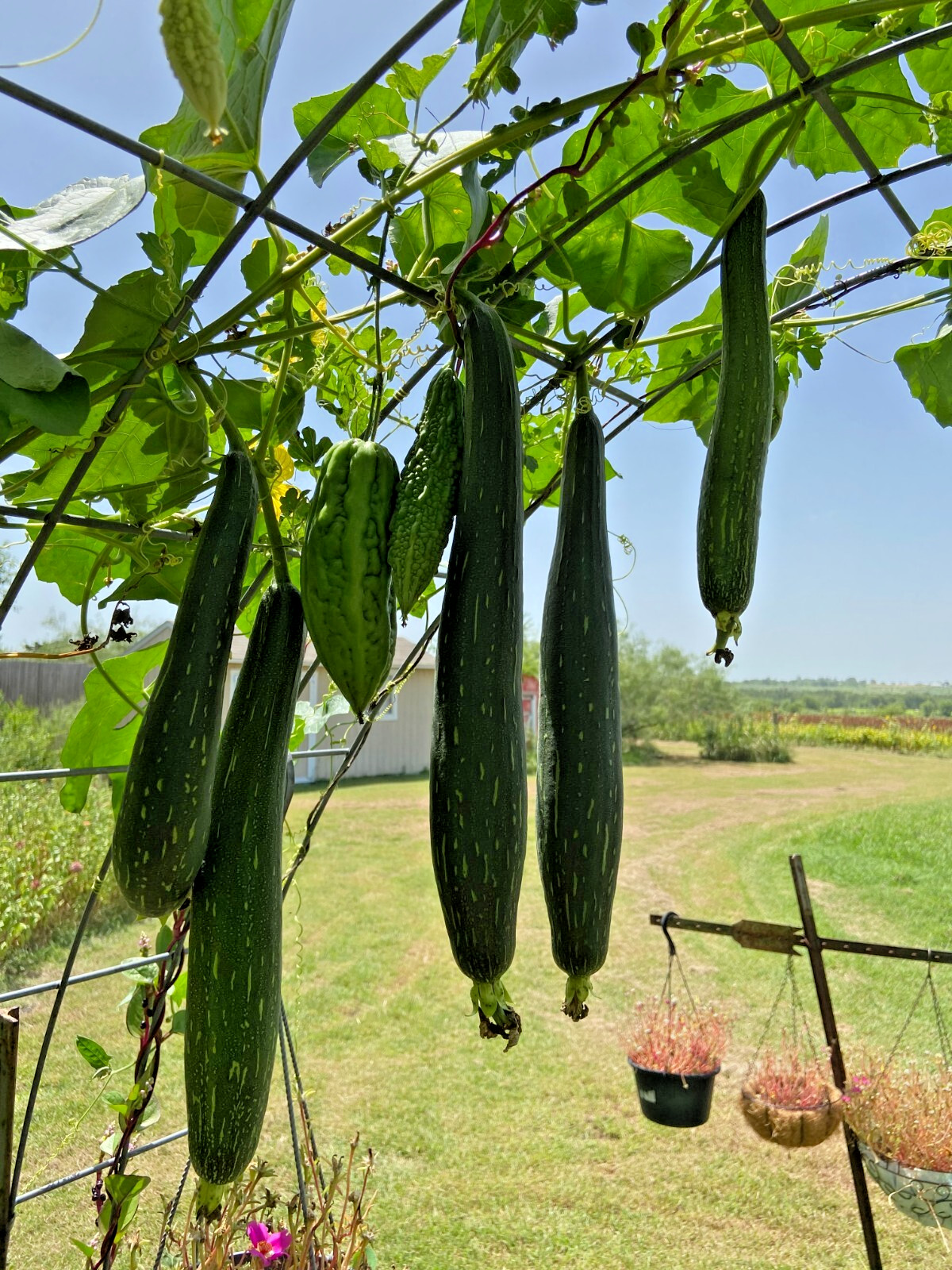 LUFFA GOURD – 15 Fresh Seeds – FREE Shipping